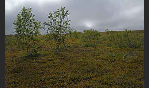 Fjellbirke (Betula pubescens ssp. Tortuosa)