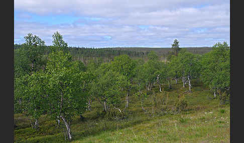 Fjellbirke (Betula pubescens ssp. Tortuosa)