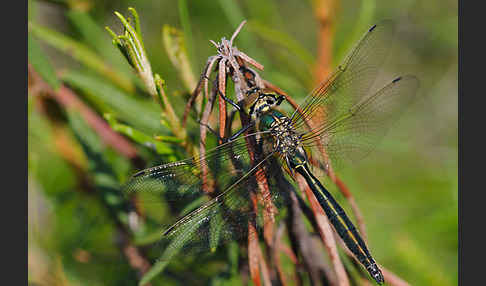 Glänzende Smaragdlibelle (Somatochlora metallica)