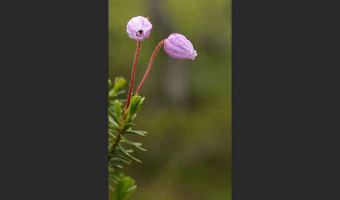 Moosheide (Phyllodoce caerulea)