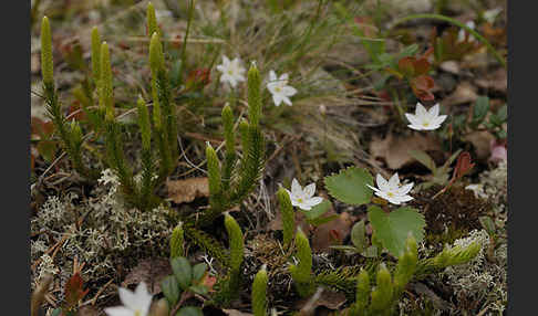 Europäischer Siebenstern (Trientalis europaea)