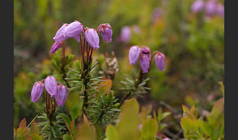 Moosheide (Phyllodoce caerulea)