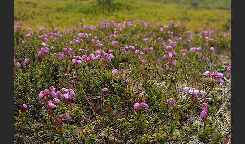 Moosheide (Phyllodoce caerulea)