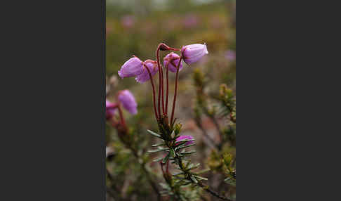 Moosheide (Phyllodoce caerulea)