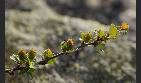 Zwerg-Birke (Betula nana)