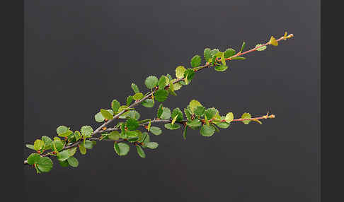 Zwerg-Birke (Betula nana)