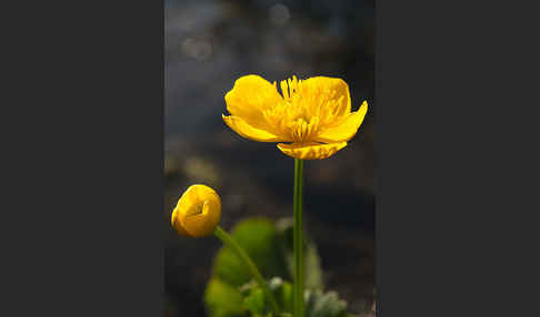 Sumpf-Dotterblume (Caltha palustris)