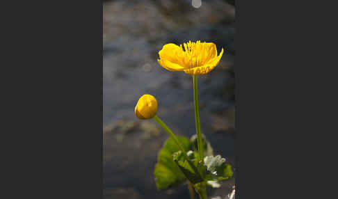 Sumpf-Dotterblume (Caltha palustris)