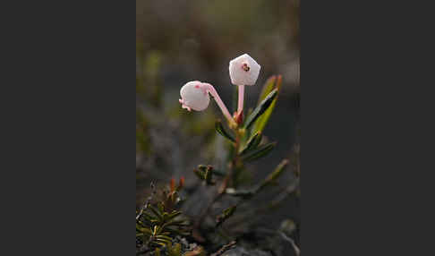 Rosmarinheide (Andromeda polifolia)