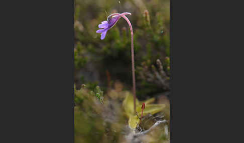 Gemeines Fettkraut (Pinguicula vulgaris)