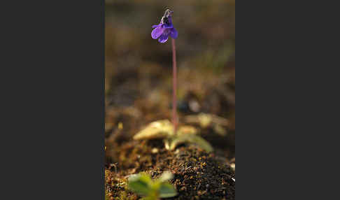 Gemeines Fettkraut (Pinguicula vulgaris)