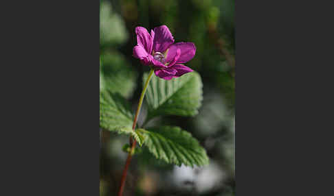 Allackerbeere (Rubus arcticus)