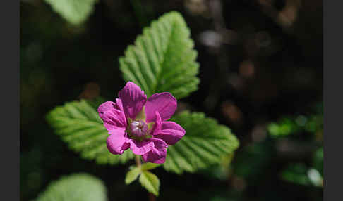 Allackerbeere (Rubus arcticus)