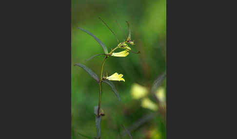 Wald-Wachtelweizen (Melampyrum sylvaticum)