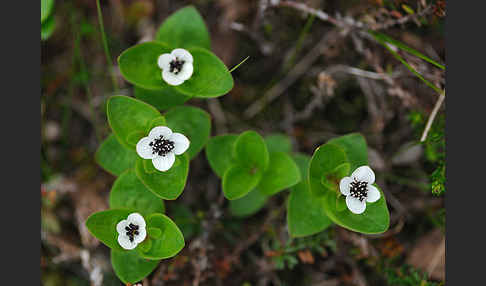 Schwedischer Hartriegel (Cornus suecica)