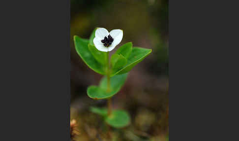 Schwedischer Hartriegel (Cornus suecica)