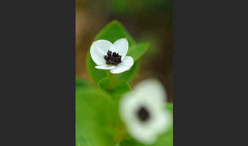 Schwedischer Hartriegel (Cornus suecica)