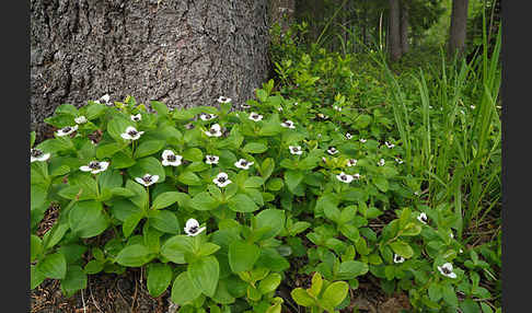 Schwedischer Hartriegel (Cornus suecica)