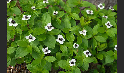 Schwedischer Hartriegel (Cornus suecica)