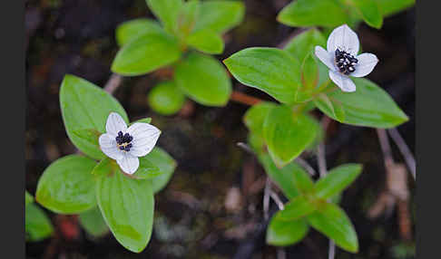 Schwedischer Hartriegel (Cornus suecica)