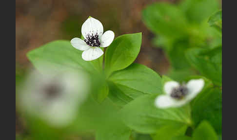 Schwedischer Hartriegel (Cornus suecica)