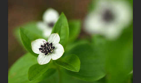 Schwedischer Hartriegel (Cornus suecica)