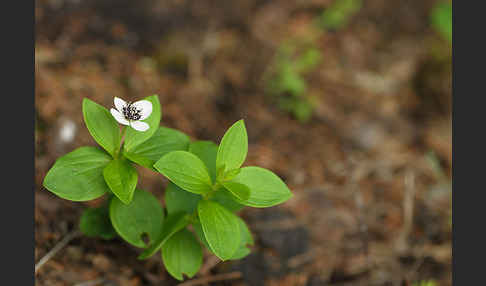 Schwedischer Hartriegel (Cornus suecica)