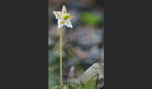 Moosauge (Moneses uniflora)