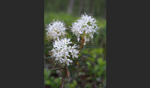 Sumpf-Porst (Ledum palustre)