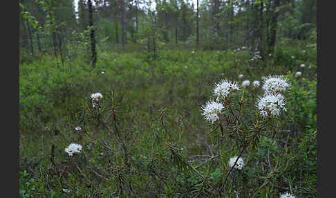 Sumpf-Porst (Ledum palustre)