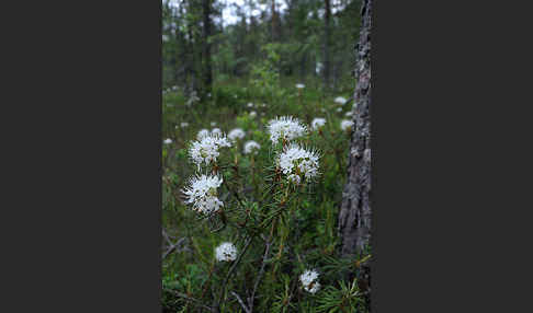 Sumpf-Porst (Ledum palustre)