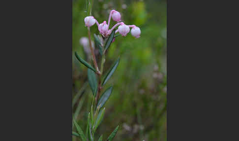 Rosmarinheide (Andromeda polifolia)