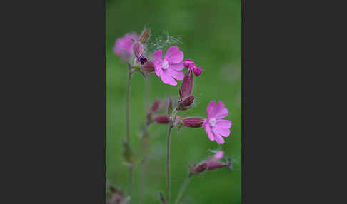 Rote Lichtnelke (Silene dioica)