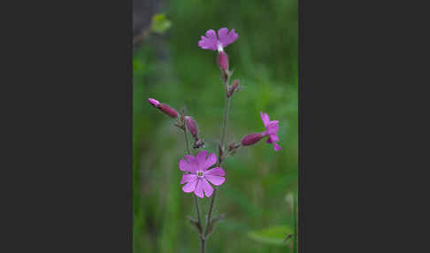 Rote Lichtnelke (Silene dioica)