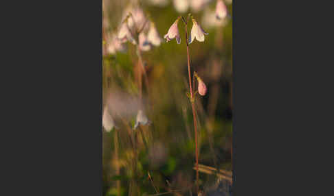 Moosglöckchen (Linnaea borealis)