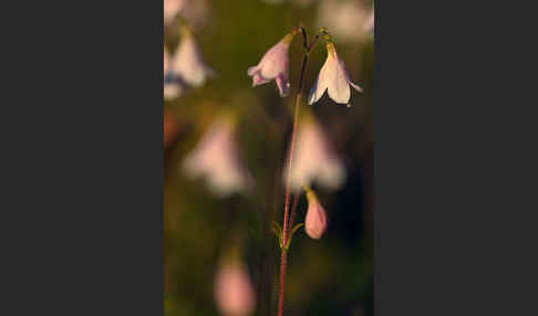 Moosglöckchen (Linnaea borealis)