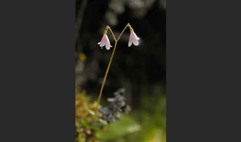 Moosglöckchen (Linnaea borealis)
