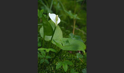 Schlangenwurz (Calla palustris)