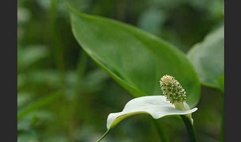 Schlangenwurz (Calla palustris)