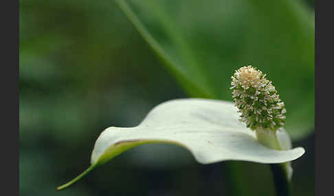 Schlangenwurz (Calla palustris)