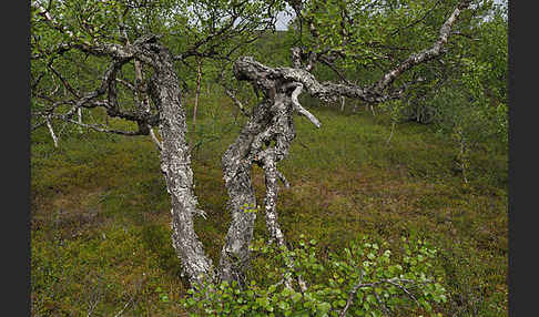 Fjellbirke (Betula pubescens ssp. Tortuosa)