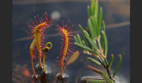 Langblättriger Sonnentau (Drosera longifolia)