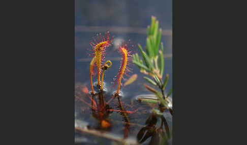 Langblättriger Sonnentau (Drosera longifolia)