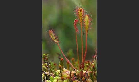 Langblättriger Sonnentau (Drosera longifolia)