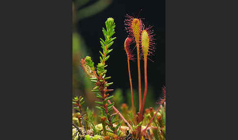 Langblättriger Sonnentau (Drosera longifolia)