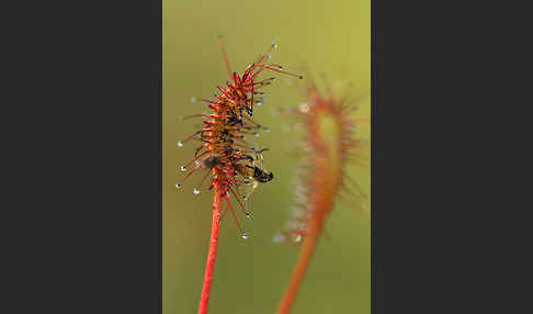 Langblättriger Sonnentau (Drosera longifolia)