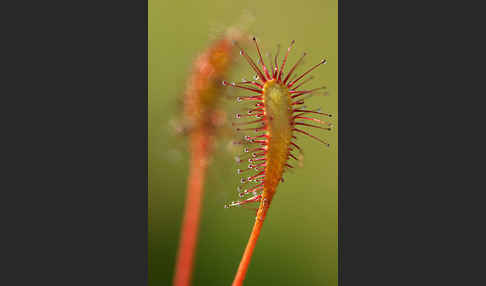 Langblättriger Sonnentau (Drosera longifolia)