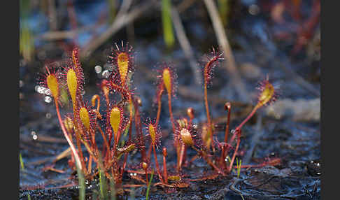 Langblättriger Sonnentau (Drosera longifolia)