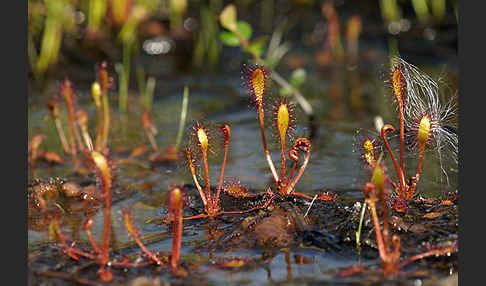 Langblättriger Sonnentau (Drosera longifolia)