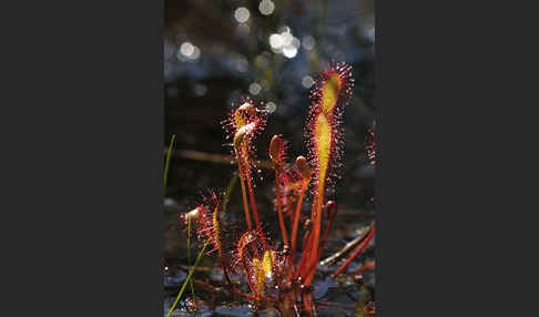 Langblättriger Sonnentau (Drosera longifolia)